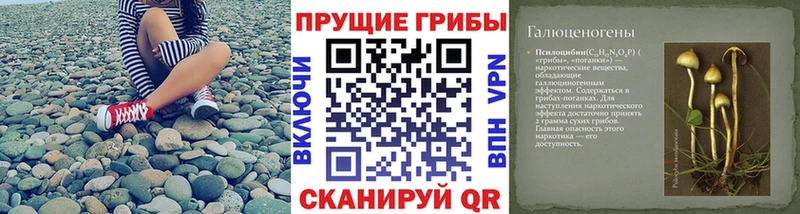 гидра онион  Петрозаводск  Псилоцибиновые грибы Cubensis 